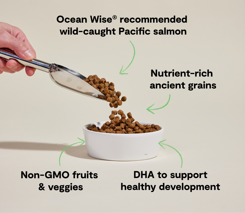 Salmon & Ancient Grains Puppy Kibble