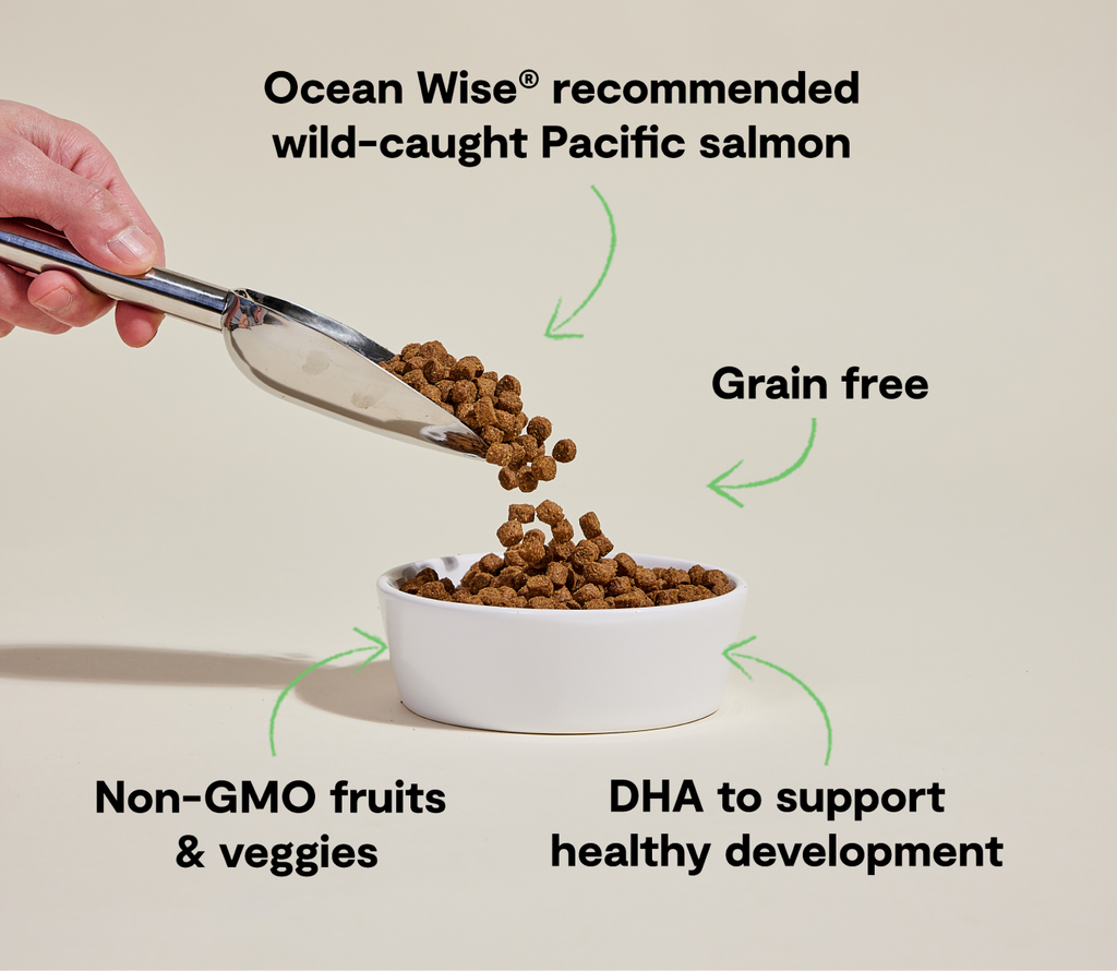 Salmon Grain-Free Puppy Kibble