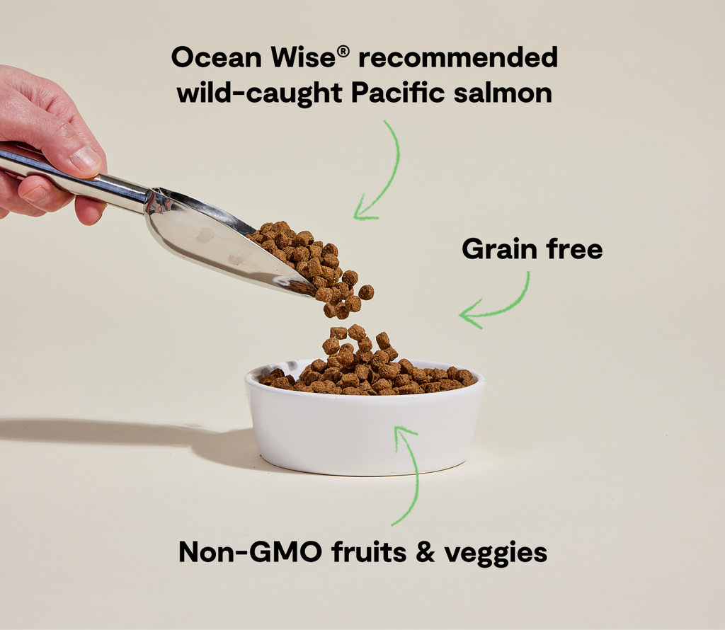 Wild-Caught Salmon Grain-Free Dog Kibble