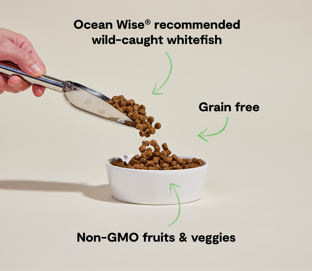 Whitefish Grain-Free Dog Kibble