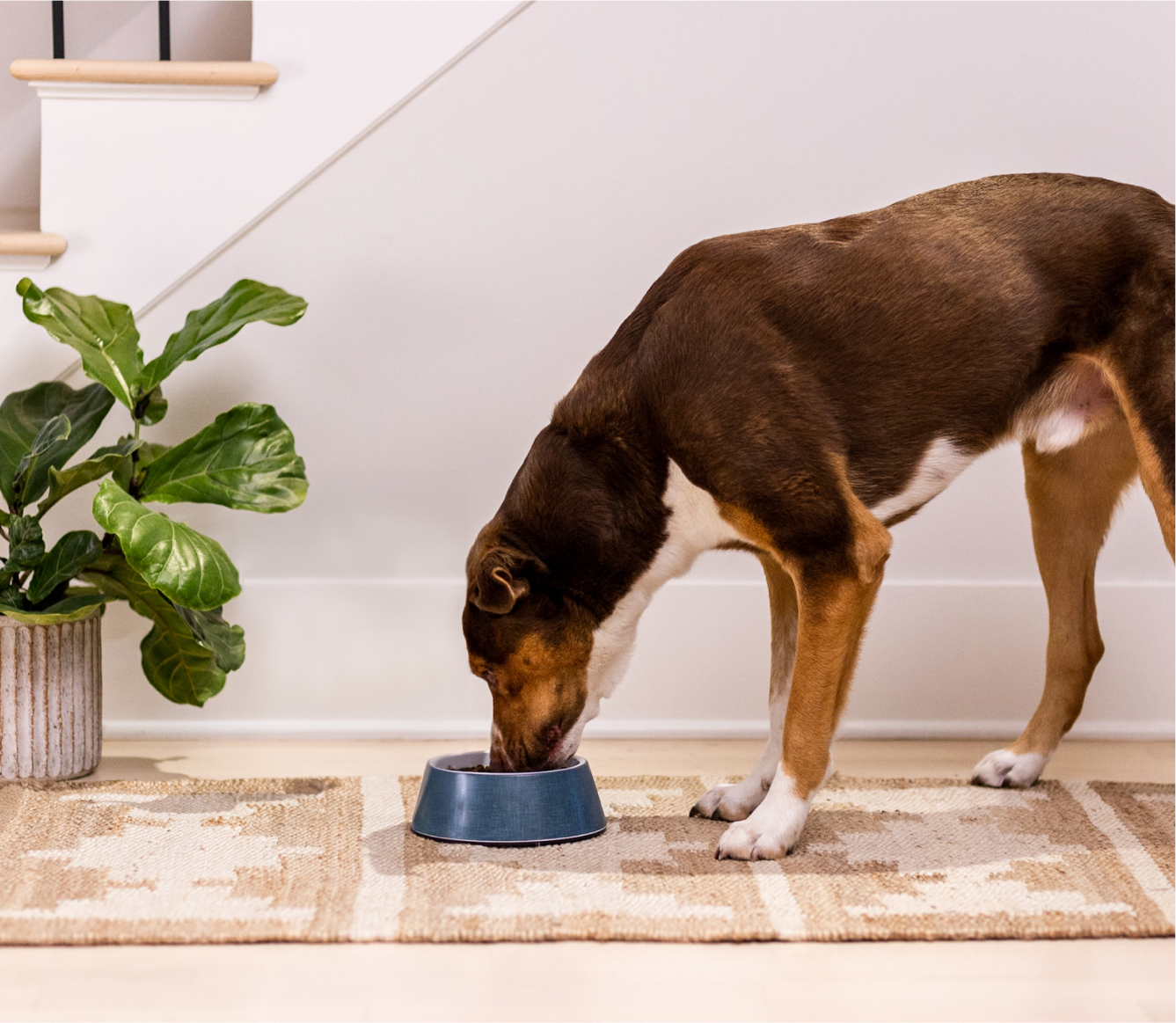 New Zealand Venison & Ancient Grains Dog Kibble