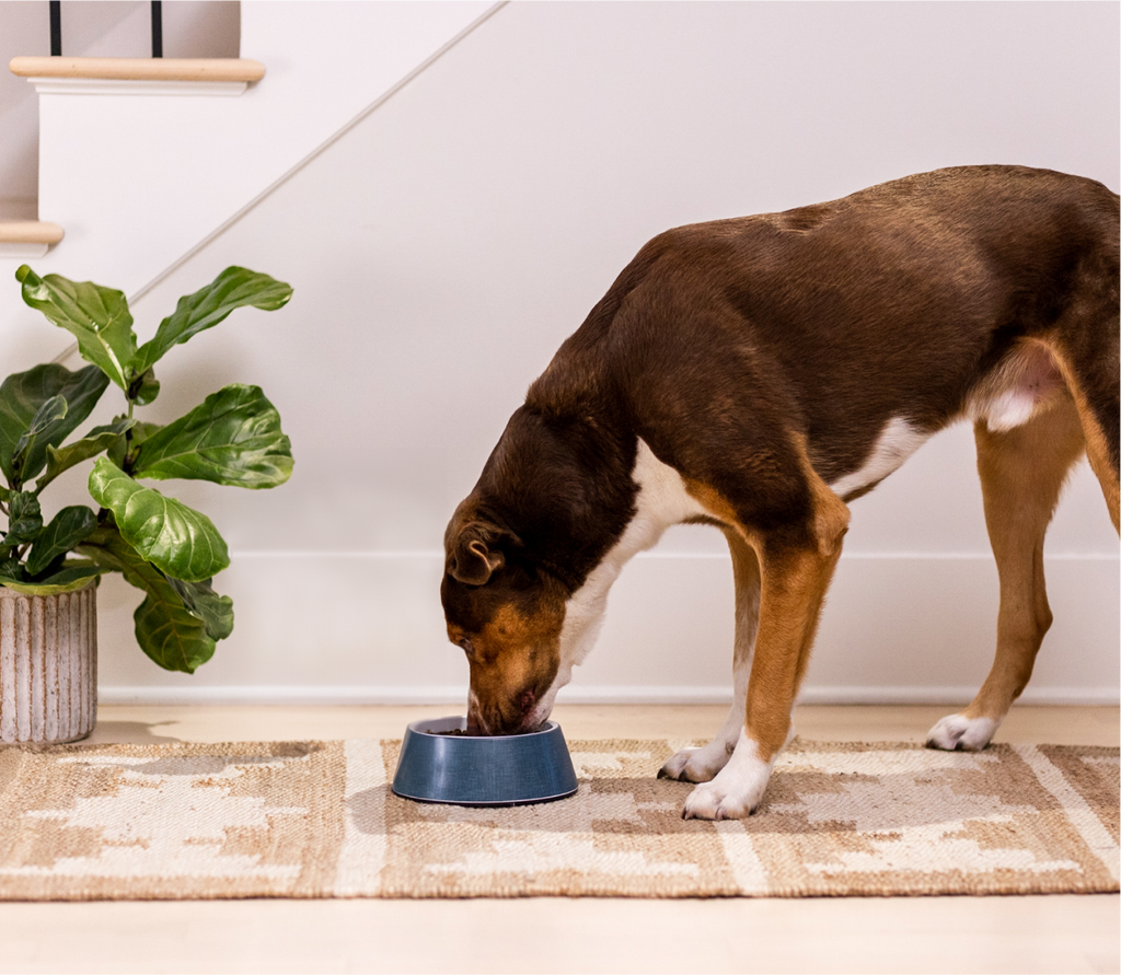 Pasture-Raised Lamb & Ancient Grains Dog Kibble