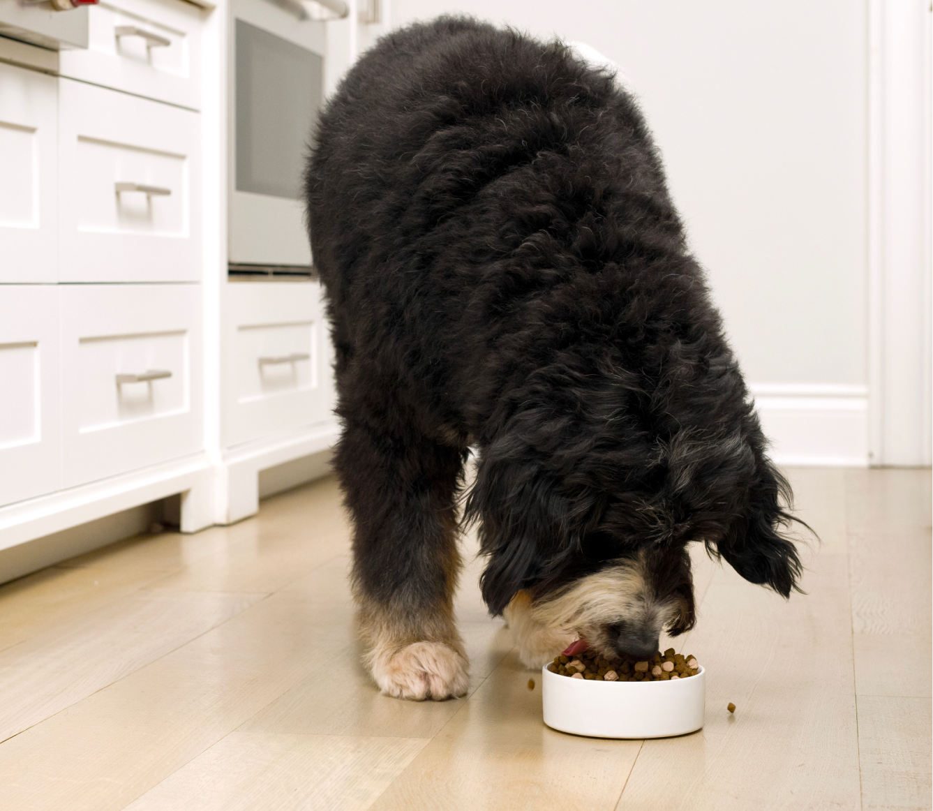 RawMix Tide & Terrain Grain-Free Dog Kibble