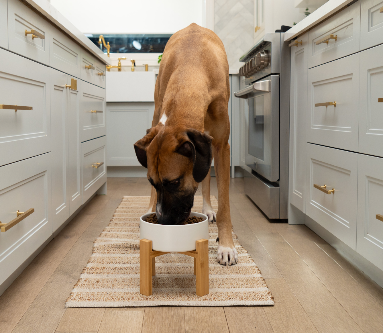 Goodbowl™ Wild-Caught Salmon & Brown Rice Dog Kibble